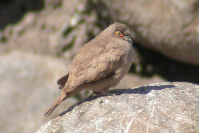 裸眶地鳩