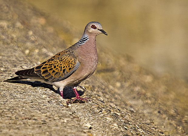 歐斑鳩撒哈拉亞種