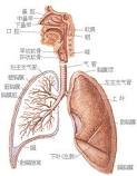 呼吸系統解剖圖