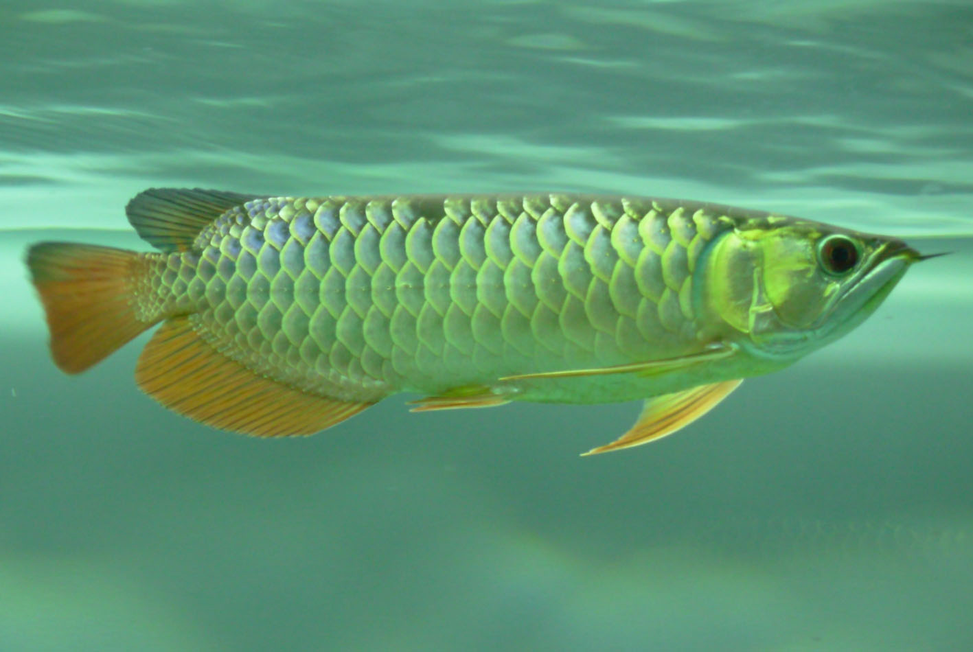 美麗鞏魚