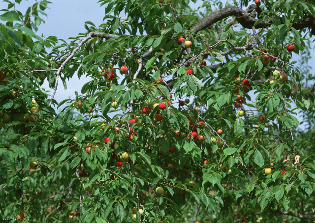 清徐沙金紅杏