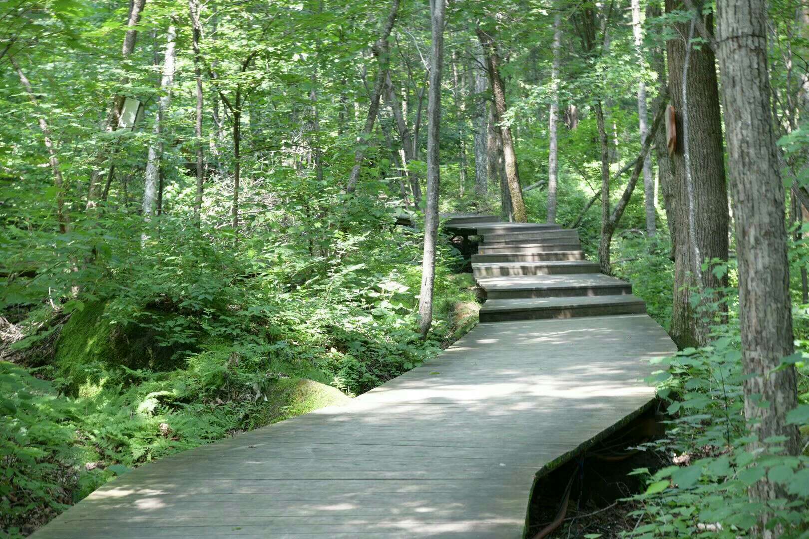 黑龍江鏵子山省級森林公園