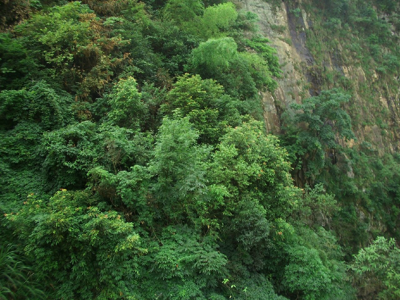 地良村