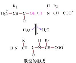 肽鍵的形成