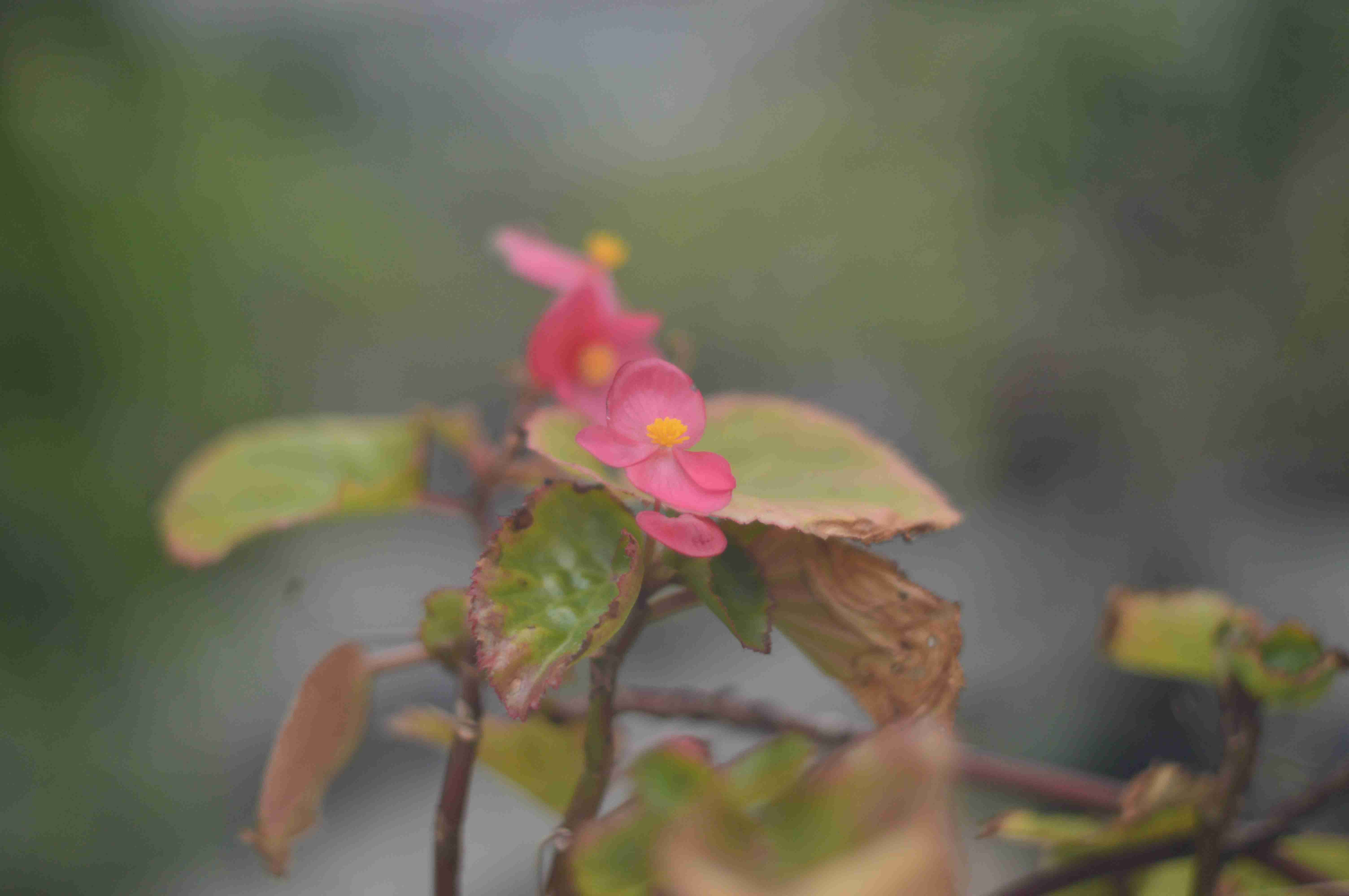 綠蘿植物園