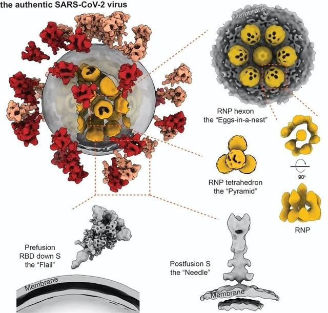 新冠病毒全病毒精細結構