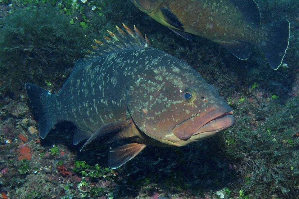 光唇魚屬