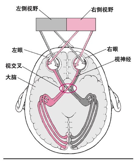 視神經