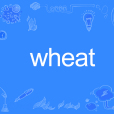 wheat