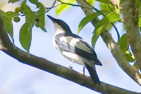 黑白鳴鵑鵙