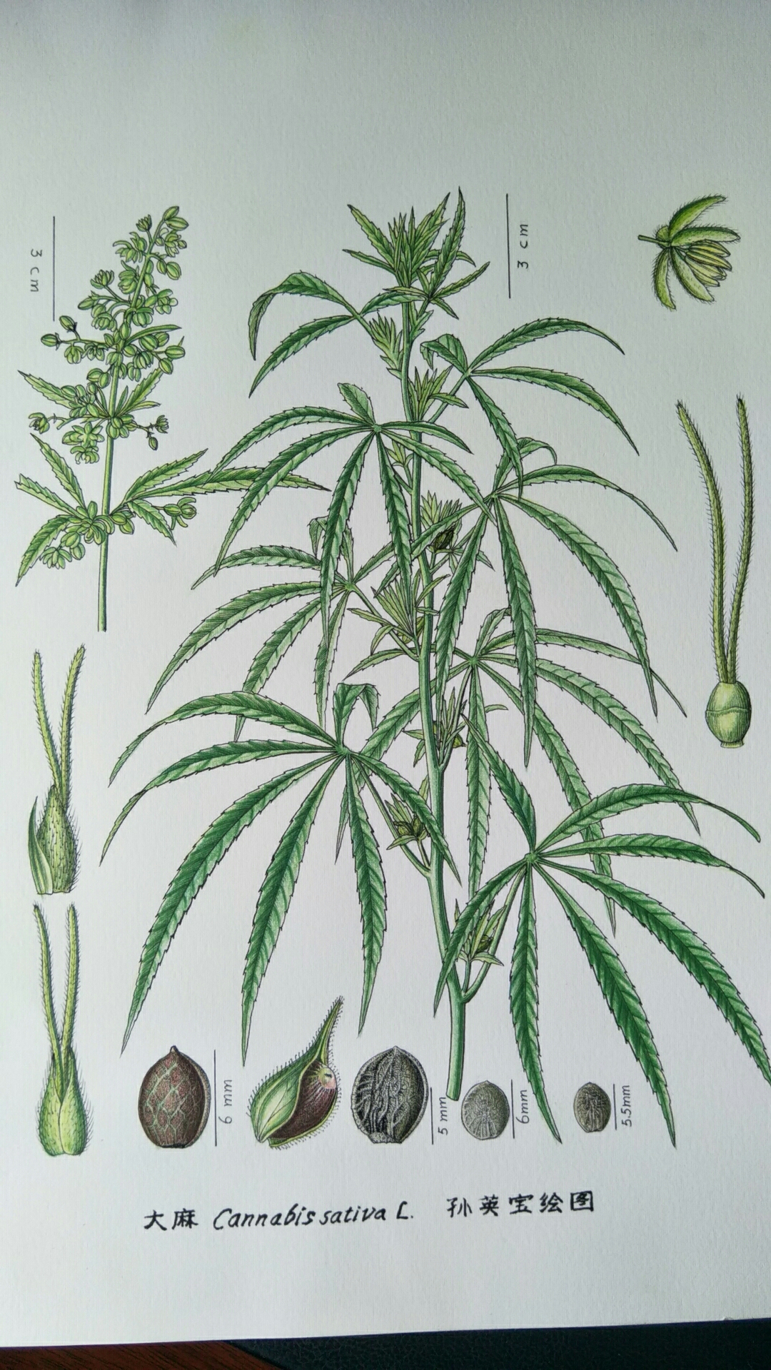 大麻(山絲苗)