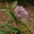 吹火筒(為薔薇科植物狹葉繡線菊的全株)