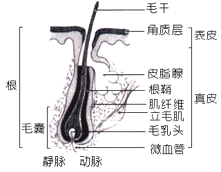 墨雅植物精華睫毛增長液