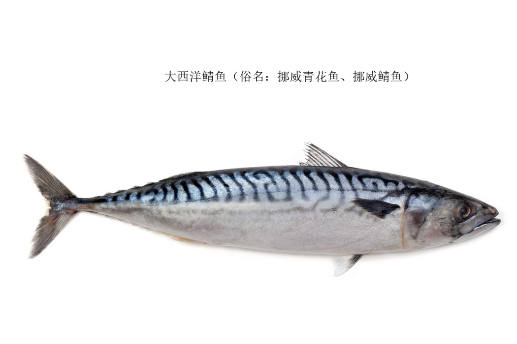 鯖魚屬