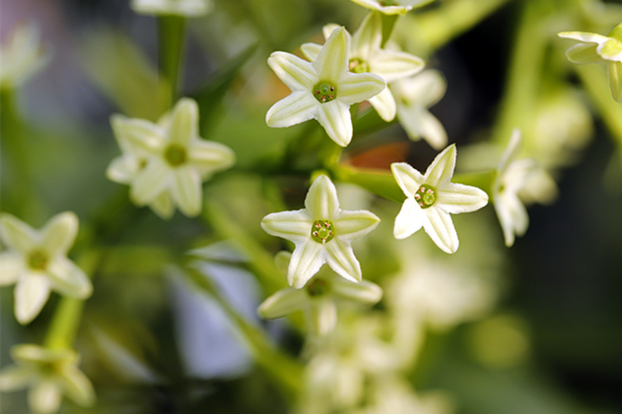 夜來香(夜香花)