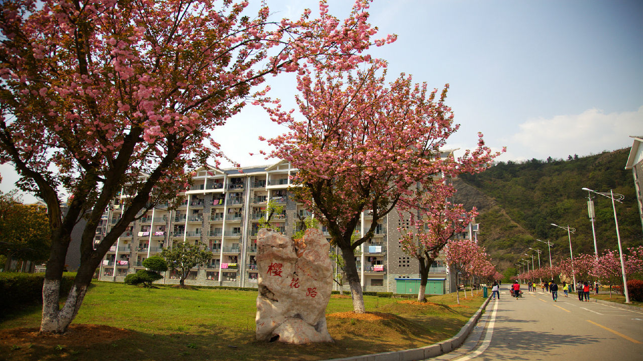 櫻花路（陽錦晨攝）