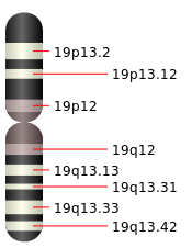 19號染色體物理圖譜