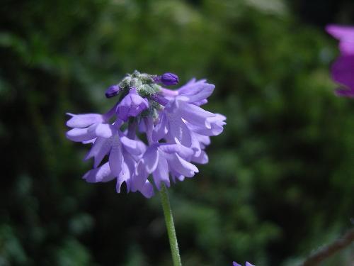 穗花報春組