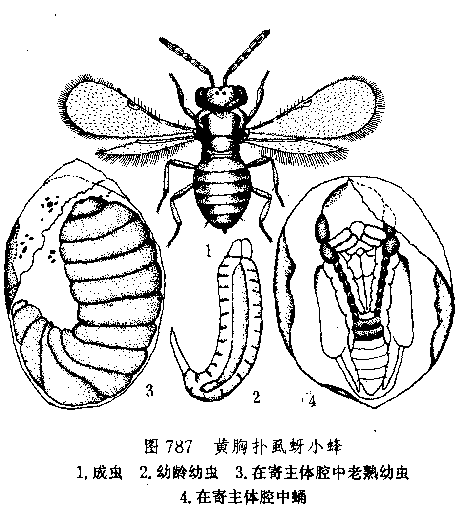 黃胸撲虱蚜小蜂