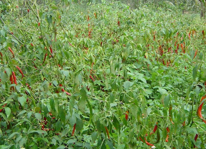 年家凹塘自然村種植產業