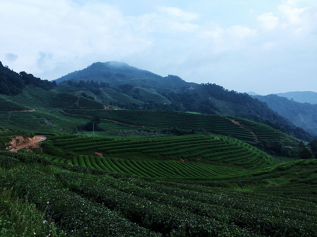 平山茶場