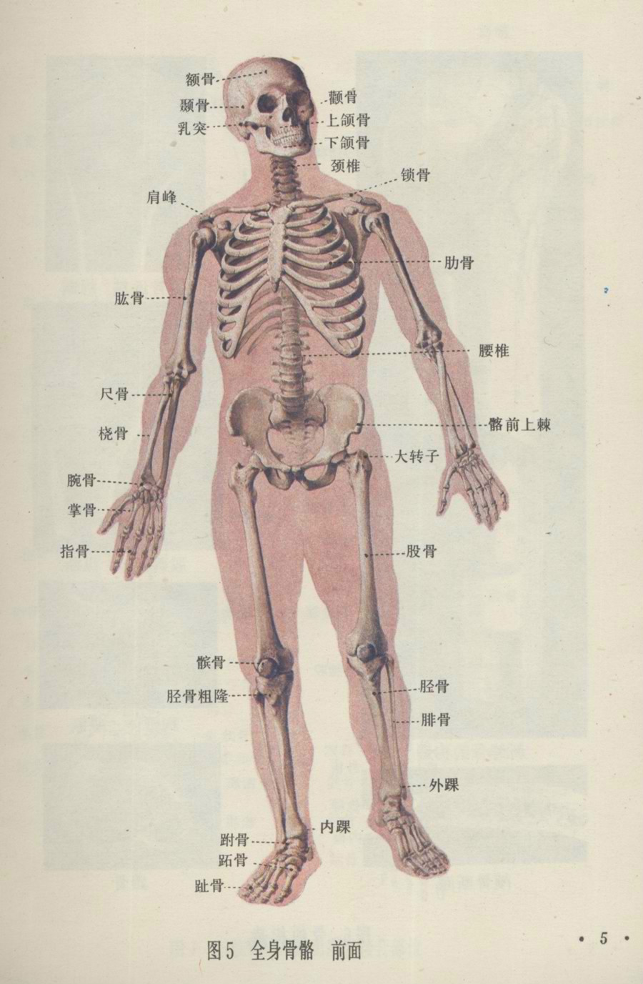 人體谷歌