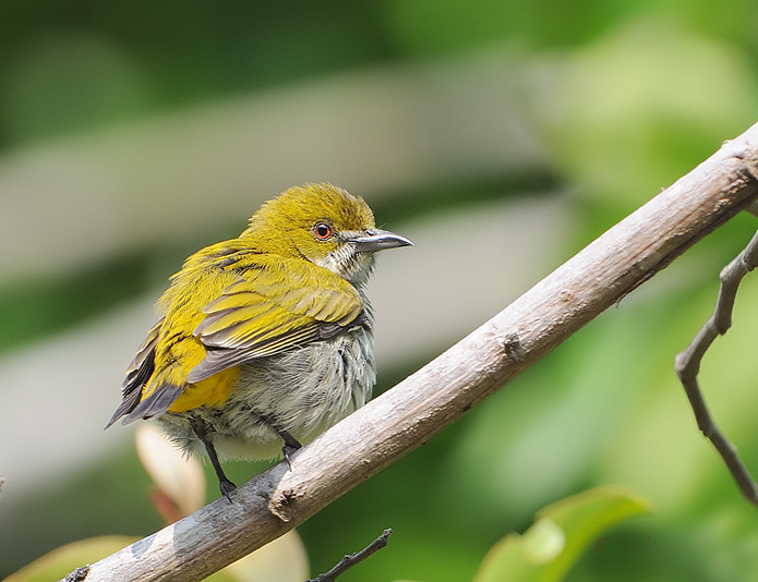 黃肛啄花鳥