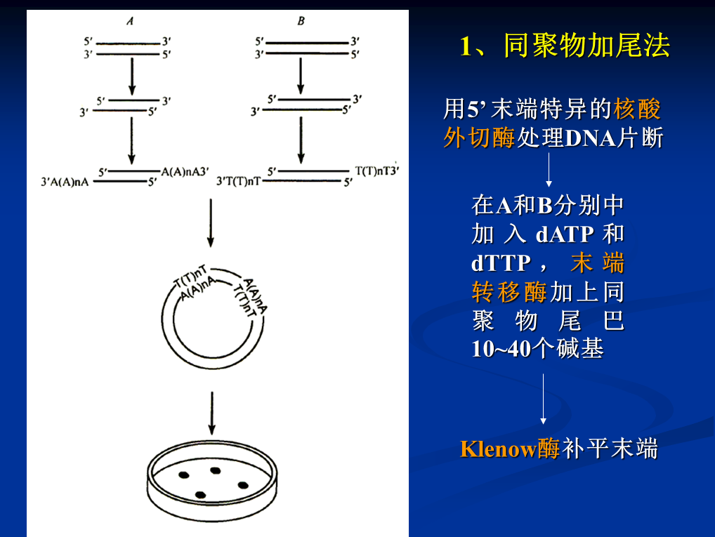 同聚物加尾法