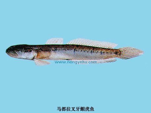 叉牙鰕虎魚屬