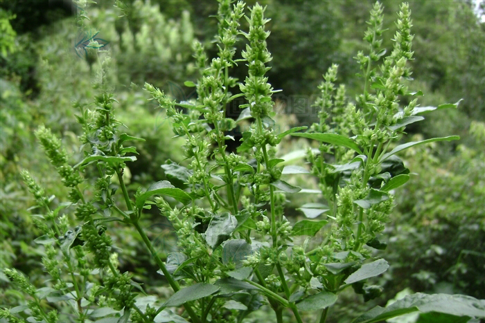 黑刺蕊草(紫花一柱香)