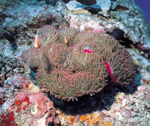 瓦根珊瑚屬