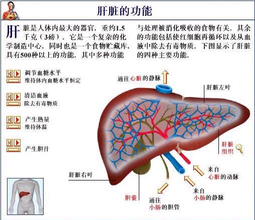 肝臟代謝