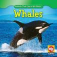 Whales(Weber, Valerie J.著圖書)