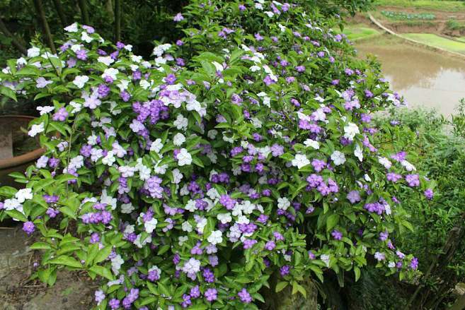 單花鴛鴦茉莉