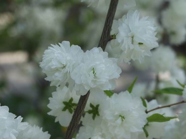 白花重瓣麥李