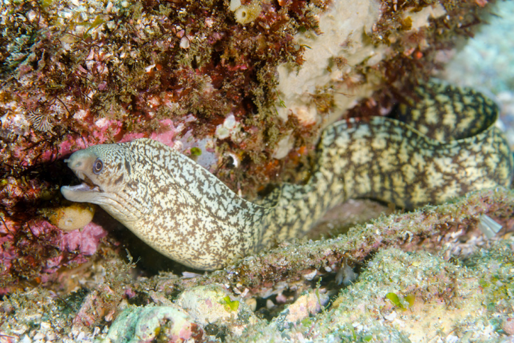 裸頰鰕虎魚屬