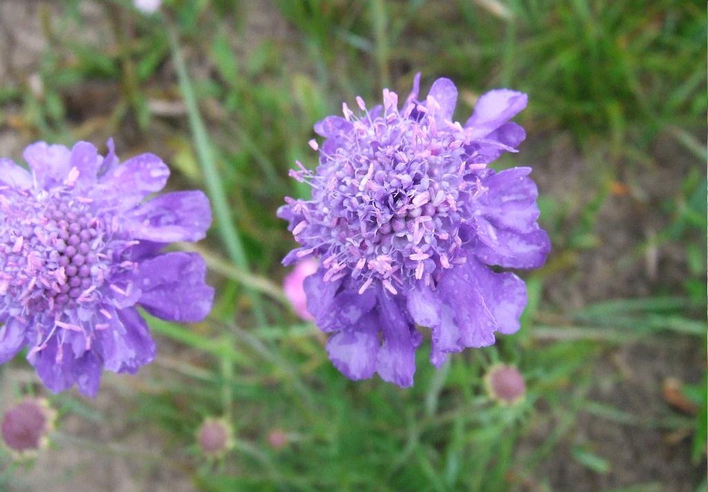 窄葉藍盆花(華北藍盆花（原變種）)