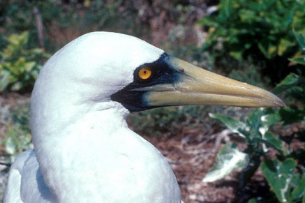 藍臉鰹鳥太平洋亞種