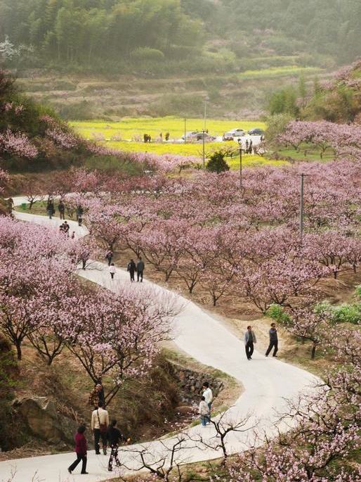 楊山自然村