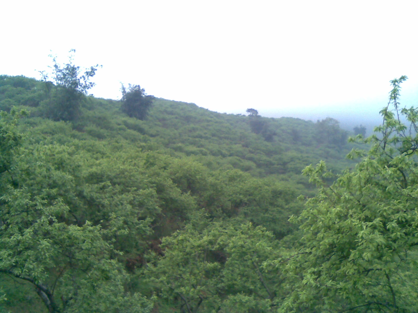 漫山遍野剛抽出嫩芽的三華李樹