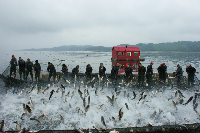 大夥房水庫鯉魚