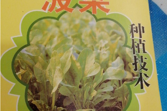 菠菜種植技術