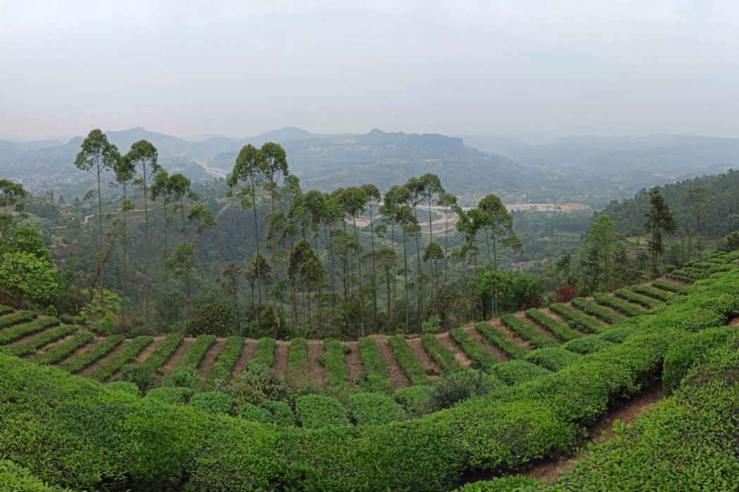 雙古村茶園