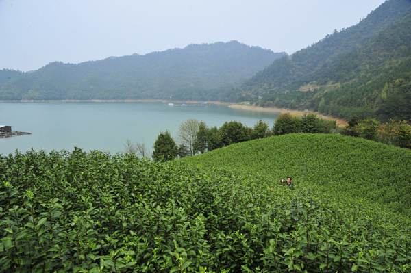 鳩坑茶(浙江省淳安縣特產)