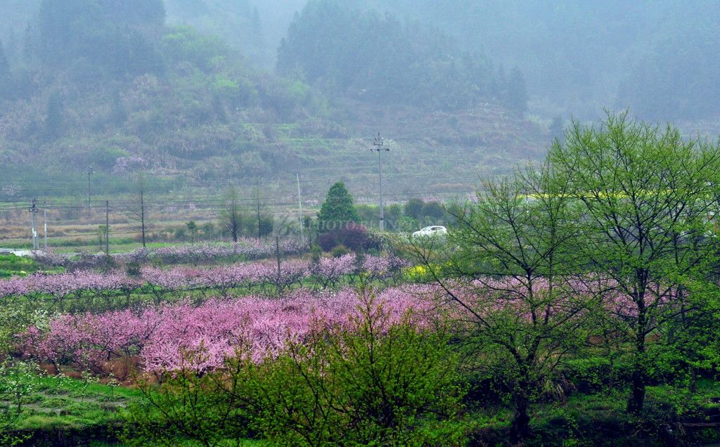 楚東村