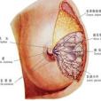 乳頭樣增生變化