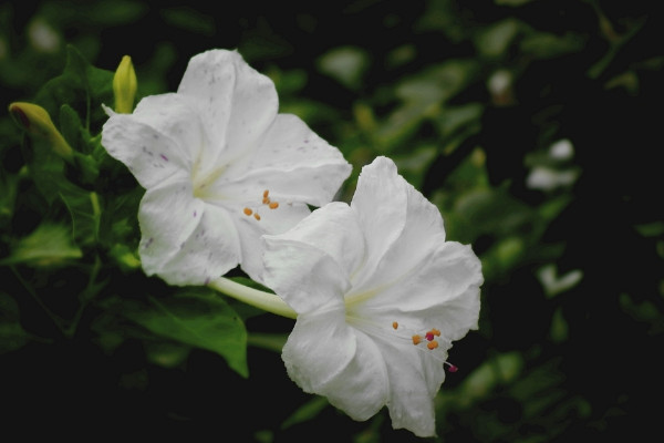 夜來香(夜香花)