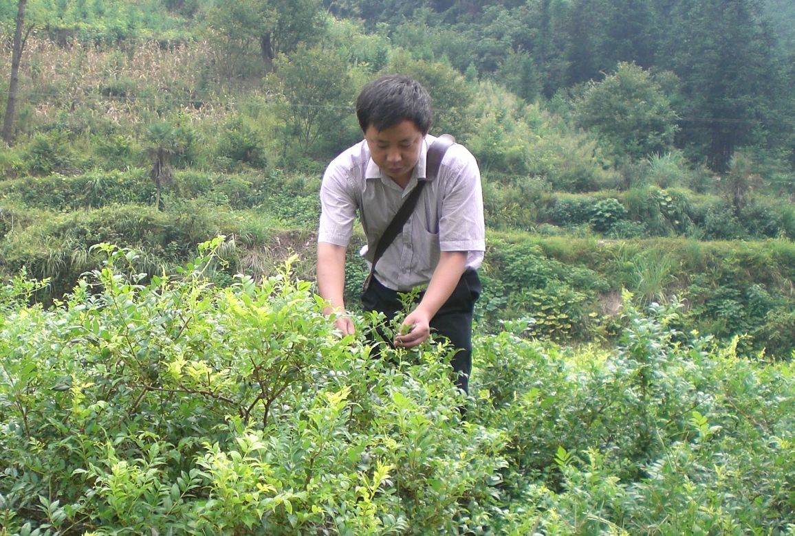 長生藤莓茶長勢喜人