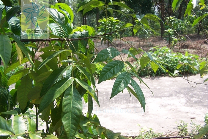 鷓鴣花（原變種）