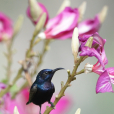 紫色蜜鳥(紫色花蜜鳥)